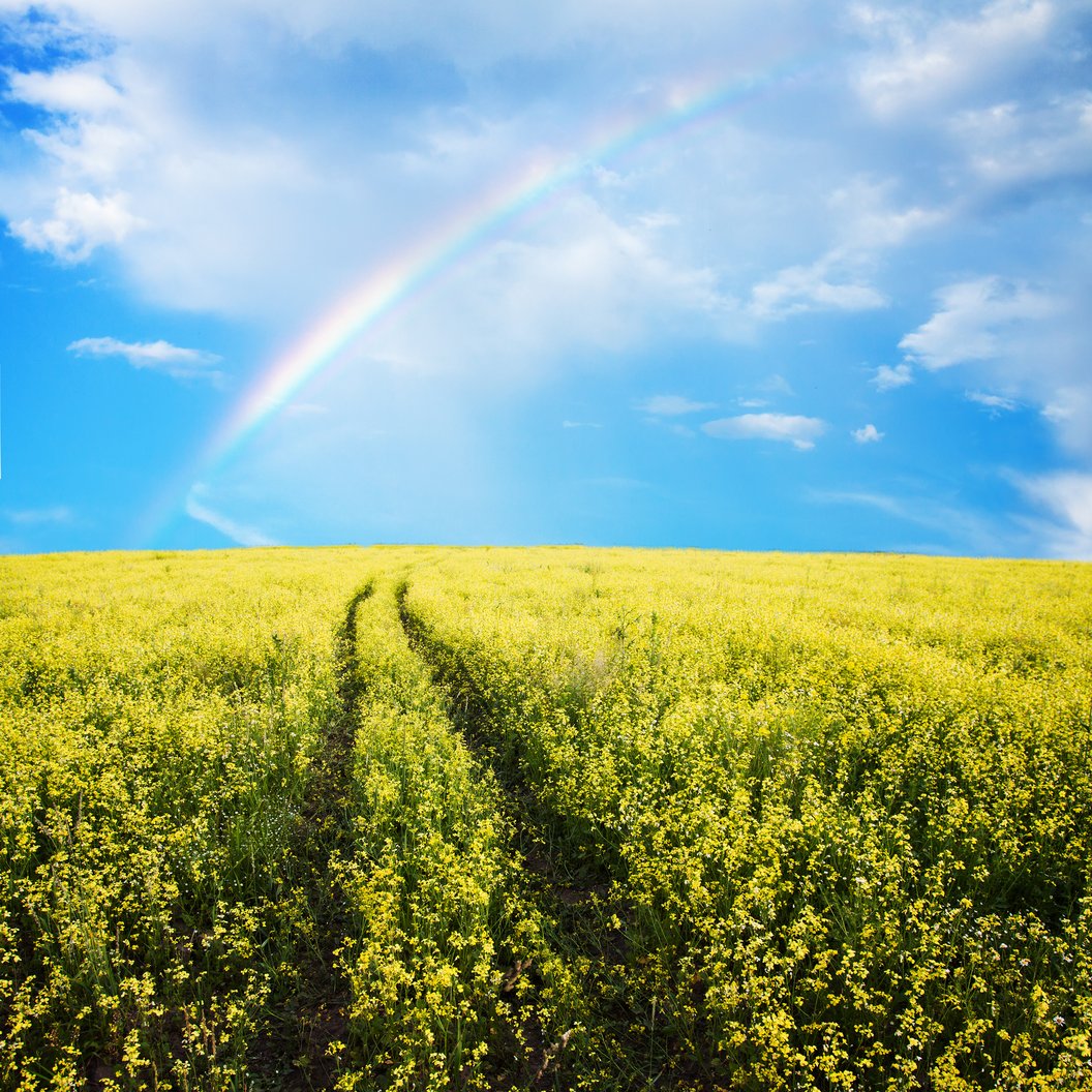 Feld mit blühenden Pflanzen und zwei Fahrspuren unter einem bewölkten Himmel mit Regenbogen