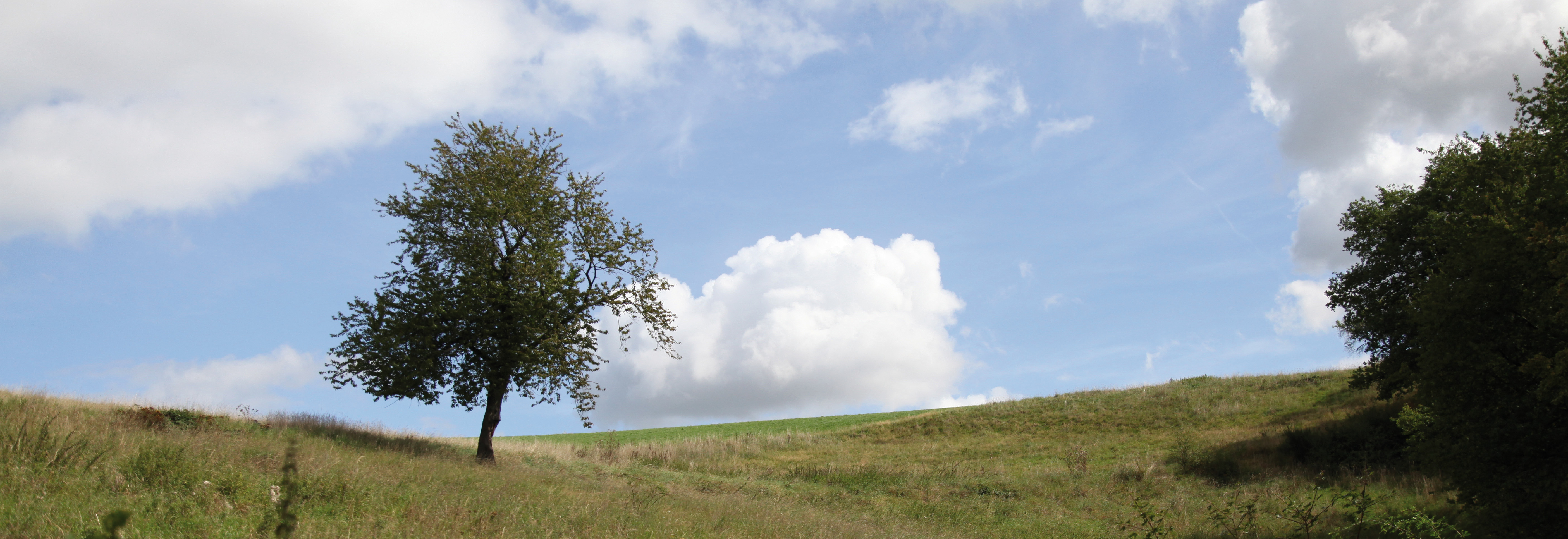 Ein einzelner Baum auf einer grasbewachsenen Hügelwiese unter einem bewölkten Himmel